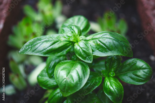 Fotomural Detail of basil plant with drop of water on a leaves
