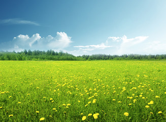 field of spring flowers and perfect sky