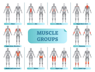 female muscle groups anatomical fitness vector illustration, sports training informative poster.