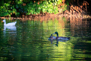 Enten im Teich