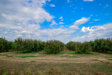 Wall Mural - Apple orchard. Rows of trees and the fruit of the ground under the trees.