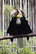 Malayan Wreathed Hornbill
