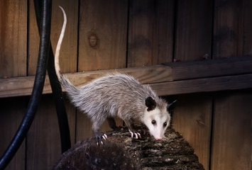 young virginia opossum (didelphis virginiana) on a log near the fence. night scene. texas, united st