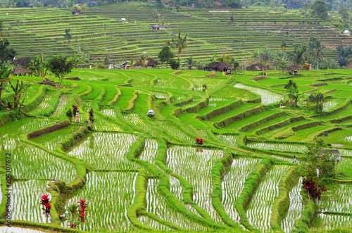Riziere En Terrasse De Jatiluwih A Bali Indonesie Stock Photo Adobe Stock Riziere En Terrasse De Jatiluwih A Bali Indonesie Stock Photo Adobe Stock