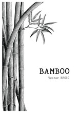 Bamboo Background Hand Drawing Engraving Style