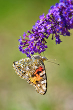 Painted Lady Butterfly Feeding On Purple Butterfly Bush Flowers. Natural Green Background.