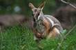 Yellow-footed Rock Wallaby - Petrogale xanthopus - Australian kangaroo