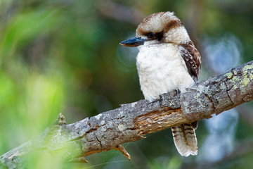 Dacelo novaeguineae - Laughing Kookaburra big kingfisher sitting on the branch in green forrest