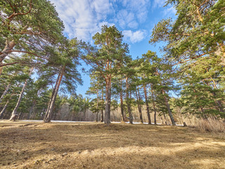 Canvas Print - Pine forest in spring