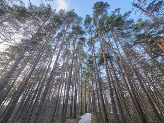 Canvas Print - Pine forest in spring