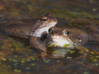 Wall Mural - frog in the pond