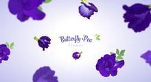 Flying Butterfly Pea Flowers And Leaf On Blue Background Template. Vector Set Of Element For Advertising, Packaging Design Of Natural Herb Products.