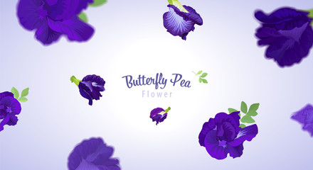 Flying butterfly pea flowers and leaf on blue background template. Vector set of element for advertising, packaging design of natural herb products.