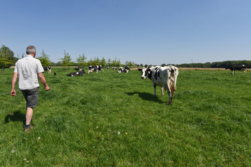 Canvas Print - agriculture vache betail elevage lait viande