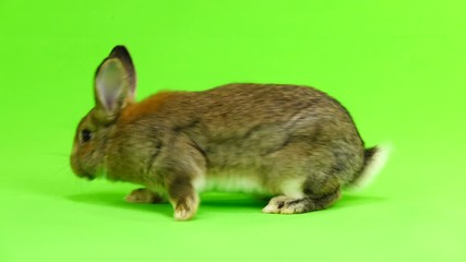 Canvas Print - brown  rabbit  moves  isolated on green screen (three months old) studio shot