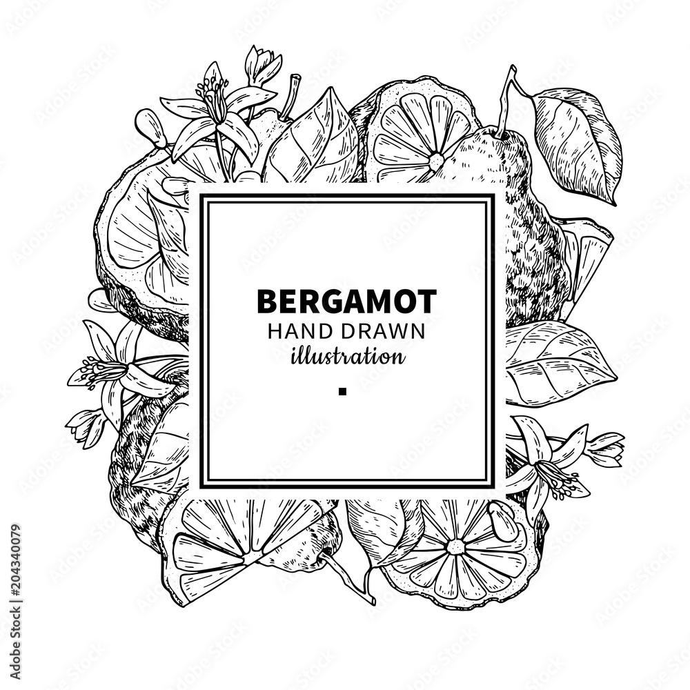 Bergamot vector drawing frame. Isolated vintage template of cit Stock ...