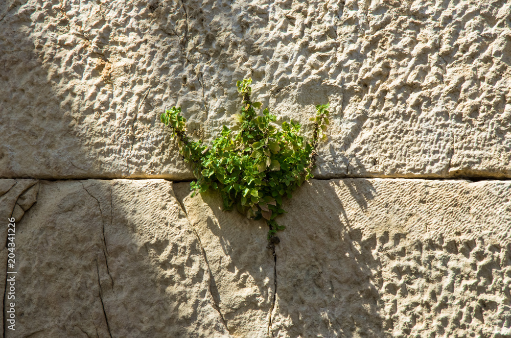 the plants music The Secret Songs of Plants  Metta Mindfulness Music