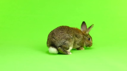 Canvas Print - brown  rabbit  moves  isolated on green screen (three months old) studio shot