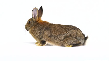 Canvas Print -  rabbit on a white screen  (three months old)