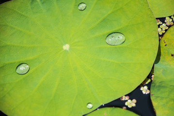 Drops of water rain on lotus leaf in the pond.