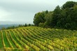 rows of vineyards near Greve in Chianti (Florence). Tuscany region in Italy.