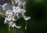 Fototapeta Dmuchawce - Fliegende Samen einer Pusteblume