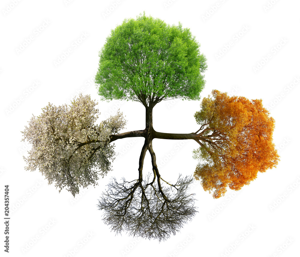 Tree in four season isolated on white background. Stock Photo | Adobe Stock