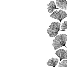 Ginkgo Biloba Leaves, Vector Illustration Right Side Border In Black For Background