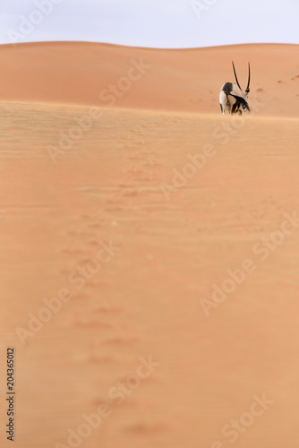 Plakat Antylopy Oryx w Namibii