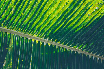 Closeup of green tropical plants