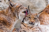 Eurasian lynx (lynx lynx) cleaning other lynx with his tounge