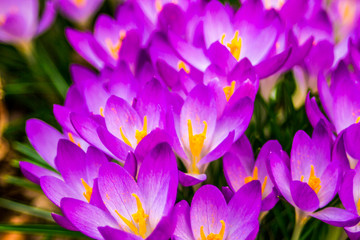 Wall Mural - Crocus, plural crocuses or croci is a genus of flowering plants in the iris family. A single crocus, a bunch of crocuses, a meadow, close-up