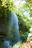 Fototapeta Dmuchawce - Los Tilos waterfall in nature reserve covered mostly by laurel forest in La Palma, Canary Islands, Spain