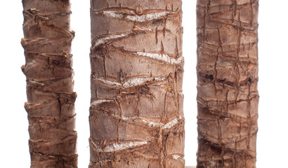 Yucca. Trunk of palm tree on white background