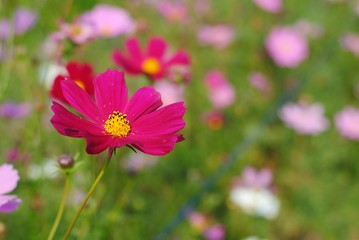 Wall Mural - pink cosmos flower blooming in the field