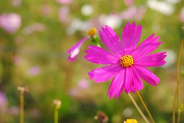 Wall Mural - pink cosmos flower blooming in the field