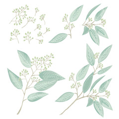 Wall Mural - Silver eucaliptus natural branches vector set. Greenery botanical vector 
illustration. Perfect for your design invitation, wedding or greeting cards, patterns and backgrounds, textile, print.