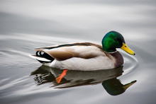 A Duck Swimming In A Lake