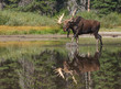Moose Reflection in Lake