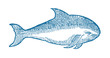Angry looking harbour porpoise, phocoena whale in side view. Illustration after a historical or vintage woodcut from the 16th century