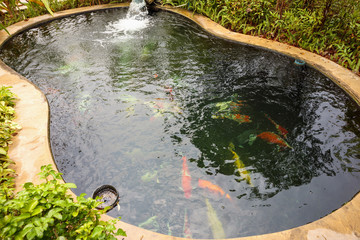 Wall Mural - colorful fancy carps koi fish in garden pond