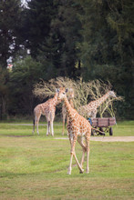 Giraffes Are Running Outside On The Green Meadow
