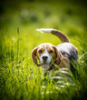 Beagle in the long grass