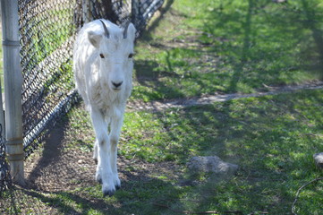 Sticker - Dall sheep