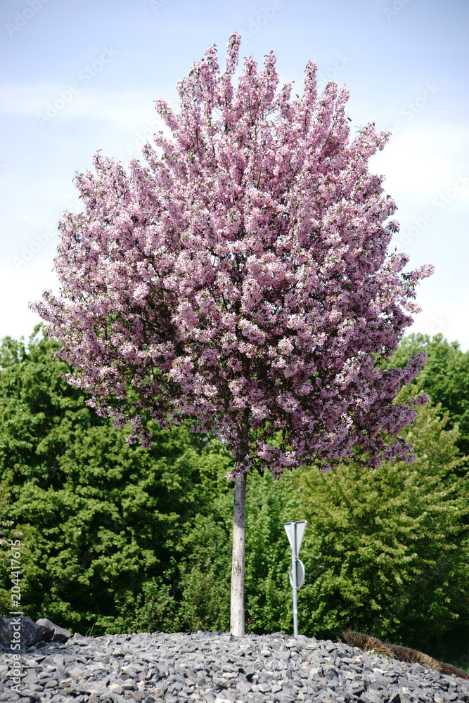 stock-foto-rosa-bl-hender-zierbaum-ein-junger-beschnittener-rosa