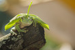 Frog use leaf hat