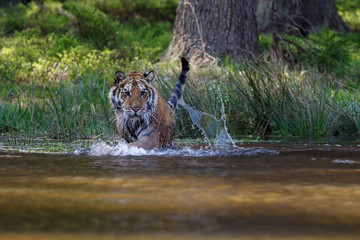 Wall Mural - Sibirischer Tiger im See