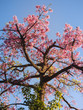 Silk floss tree (Ceiba speciosa) in bloom