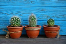Three Small Cacti In Brown Pots Near The Blue Wall