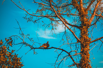 bid on a branch of tree